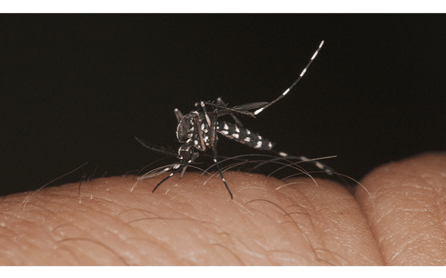 Mosquitoes can spread dangerous diseases no matter where you are.