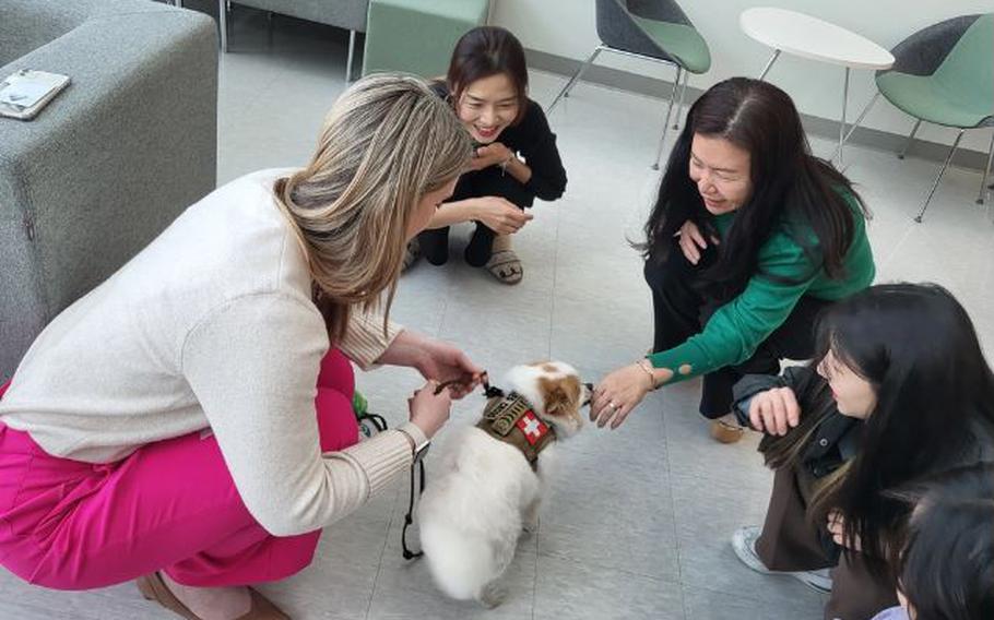 Chip licks the hand of one of the U.S. Army Corps of Engineers – Far East District (FED) employees who attend the American Red Cross Animal Visitation Program (AVP) held at district headquarters, U.S. Army Garrison Humphreys, March 20, 2024. Chip is a certified American Kennel Club Canine Good Citizen dog and participates with his handler, Sarah Woody, a strategic engagement coordinator for FED.