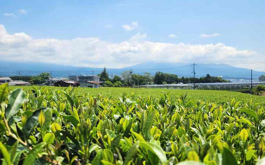 green tea field in Japan