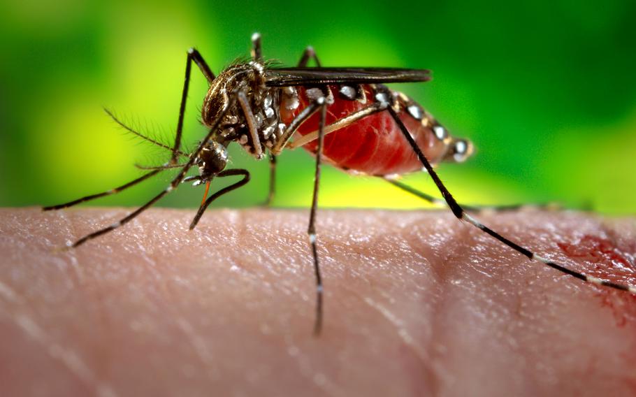 A female Aedes aegypti mosquito while she was in the process of acquiring a blood meal from her human host. The U.S. military has a history of creating vaccines to protect against vector-borne diseases (Photo Credit: U.S. Navy Petty Officer 3rd Class William Phillips, Naval Support Activity Bethesda).