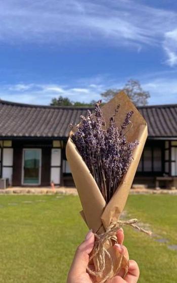 A person is holding a bouquet of lavender.
