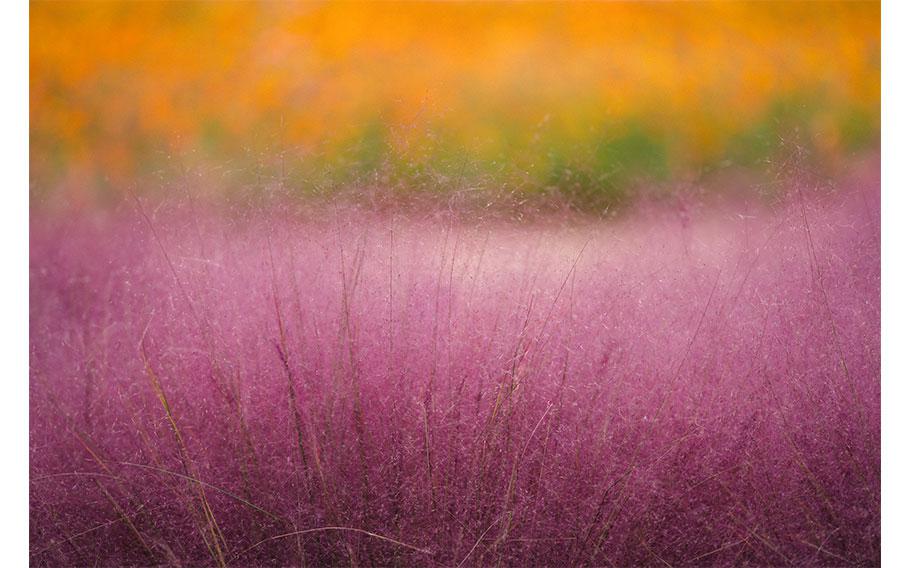 Muhly grass at Anseong Farmland