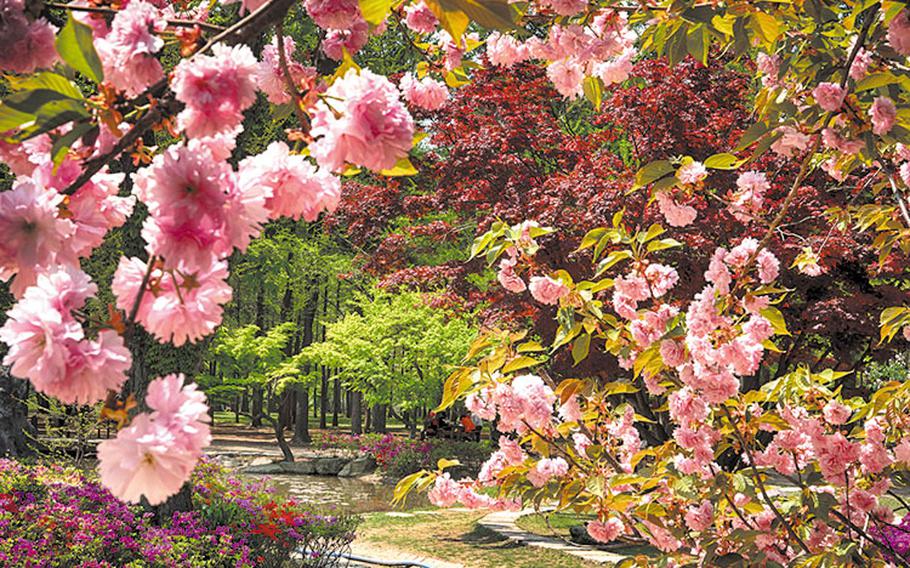 cherry blossoms in the park.