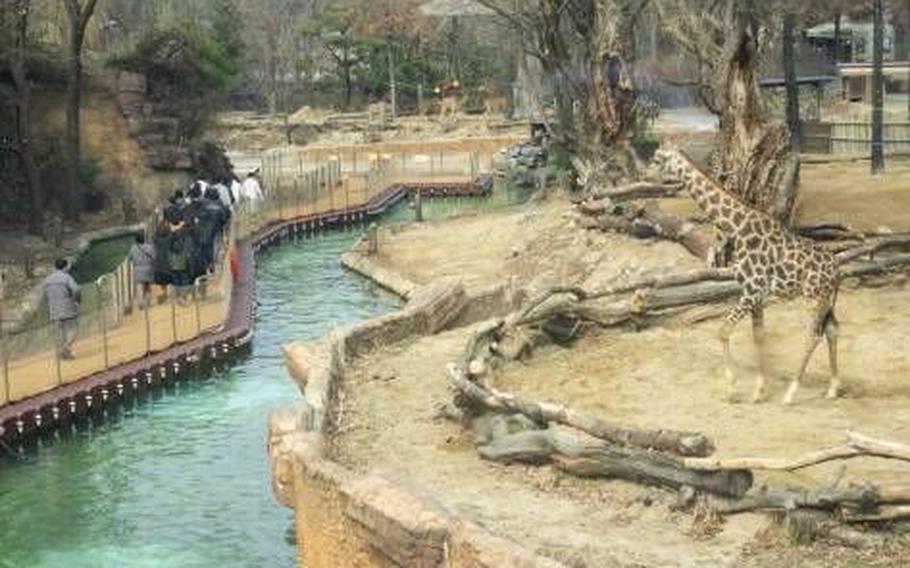 A giraffe can be seen on the riverside.