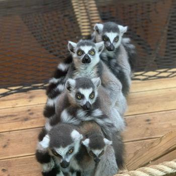 Squirrel monkeys are riding on other’s shoulders and back.