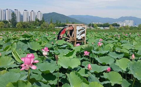 Fun in Korea: Lotus blossoms in full bloom at Joman River Ecological Sports Park