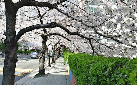 Photo Of A street with cherry blossoms.