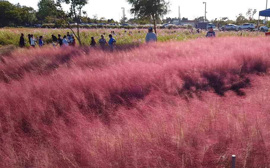 people are enjoying autumn plants at Baramsae Village.