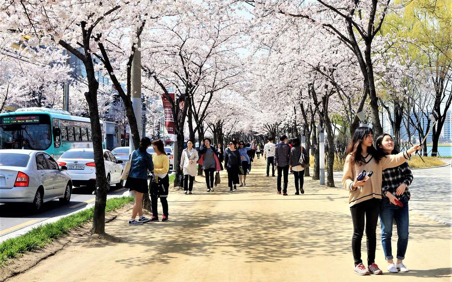 The sidewalk is lined with cherry trees on either side.