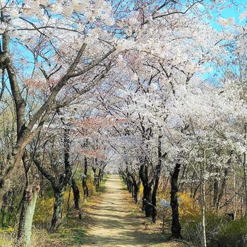 The sidewalk is lined with cherry trees on either side.