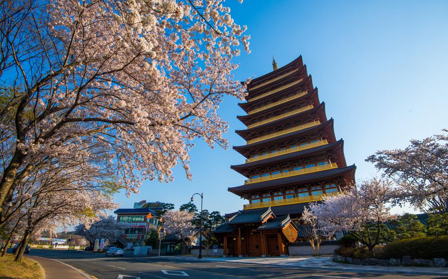 The Nine-story Pagoda of Hwangnyongsa and cherry blossoms can be seen.