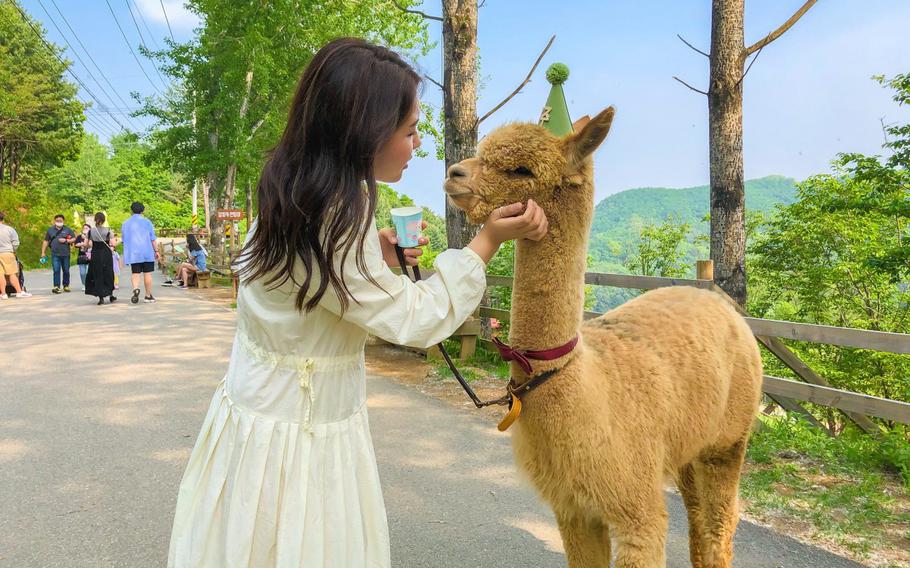 Hongcheon Alpaca World