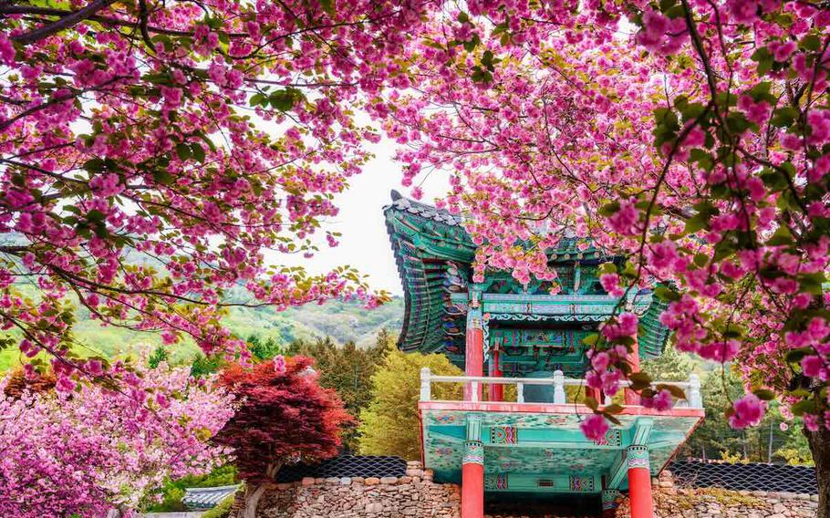 cherry blossoms and a traditional facility can be seen.