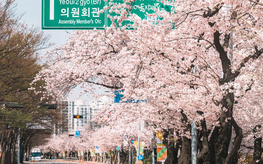 Yeouido Cherry Blossom Festival