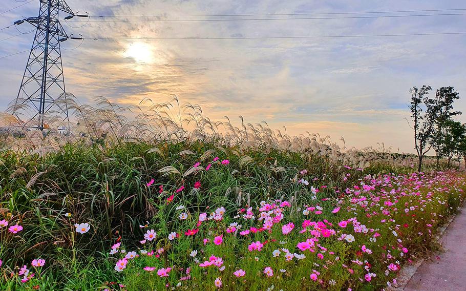 flowers at Wonpyeong-naru. A steel tower can be seen in the flower field.