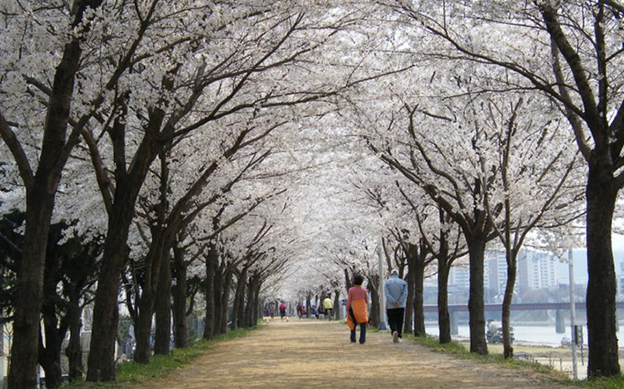 The street is lined with cherry trees on either side. some people are walking in the street.