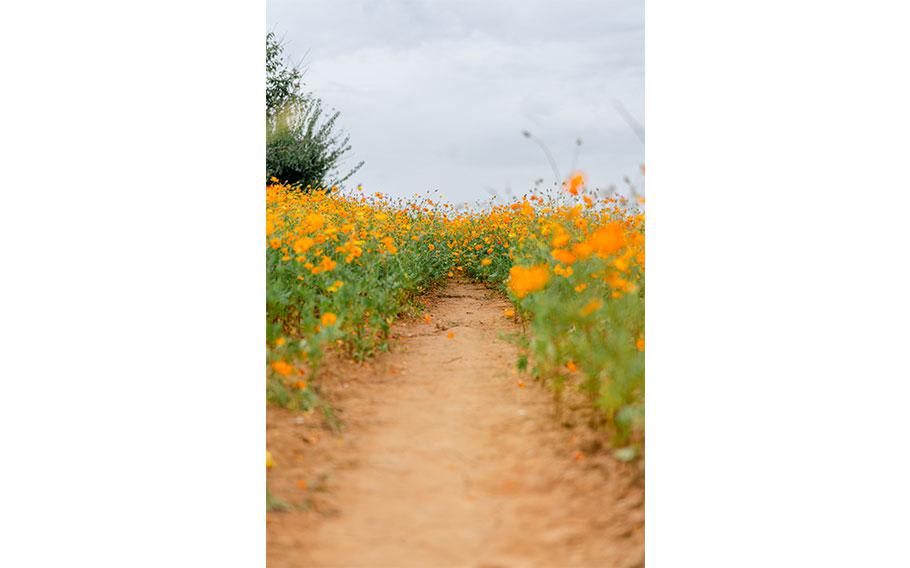 Cosmos at Anseong Farmland