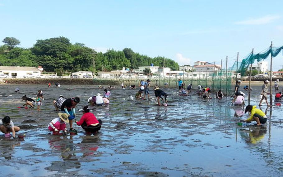 Visitors dig and collect clams.