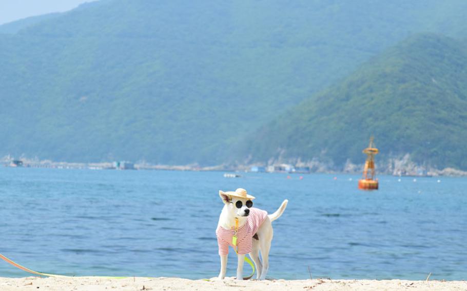 A dog with sunglasses on at Myeongsa Beach.