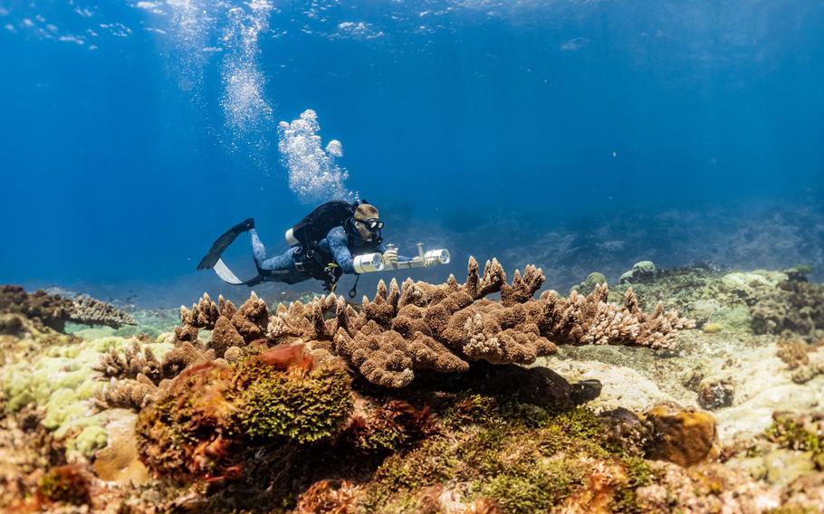 a man is diving and researching the sea.