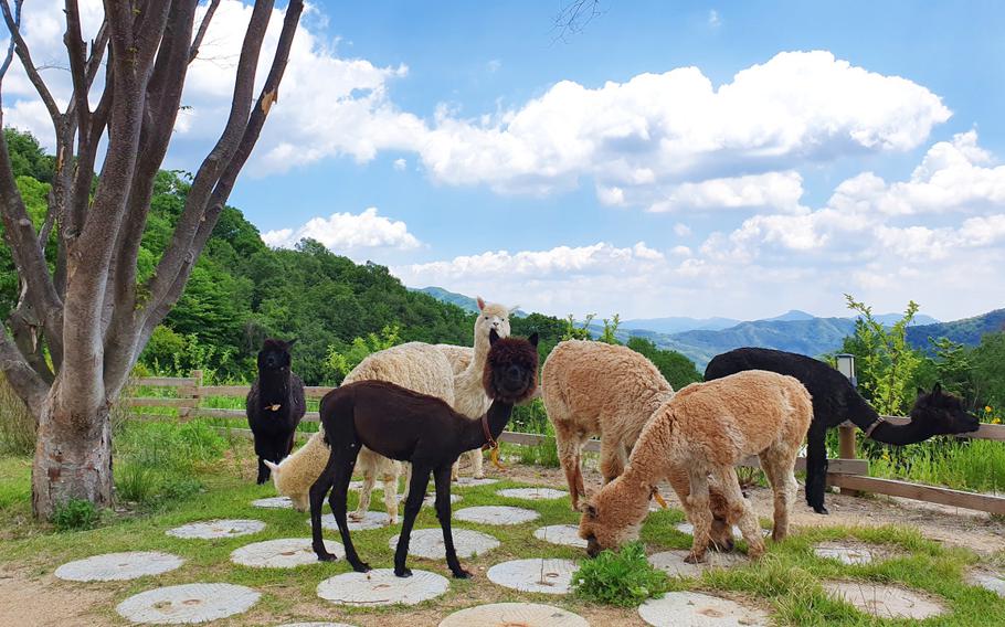 Hongcheon Alpaca World