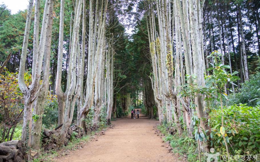 Secret Forest of Andol Oreum Volcanic Cone