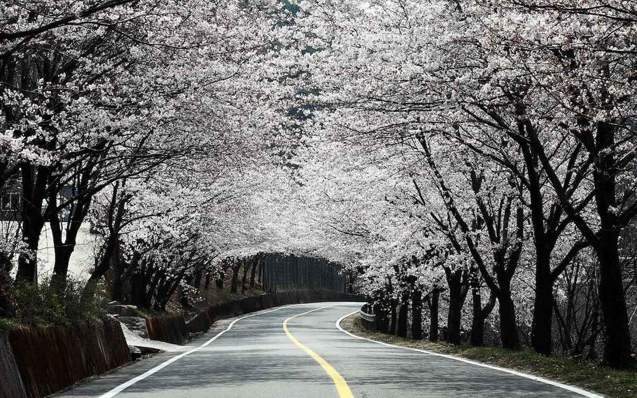 the road is lined with cherry trees on either side.