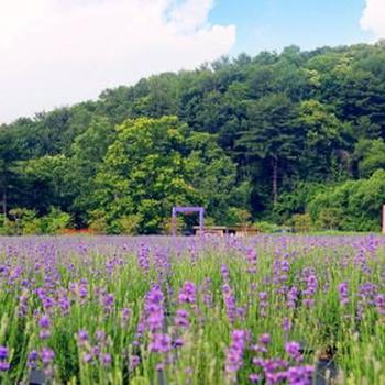 A lavender field.