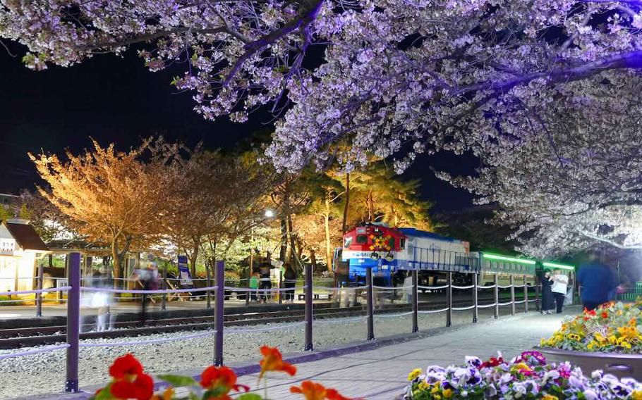 cherry blossoms and a train can be seen.