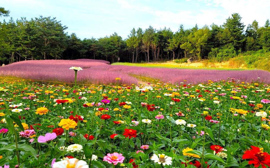 flowers are blooming at Gasan Supia.