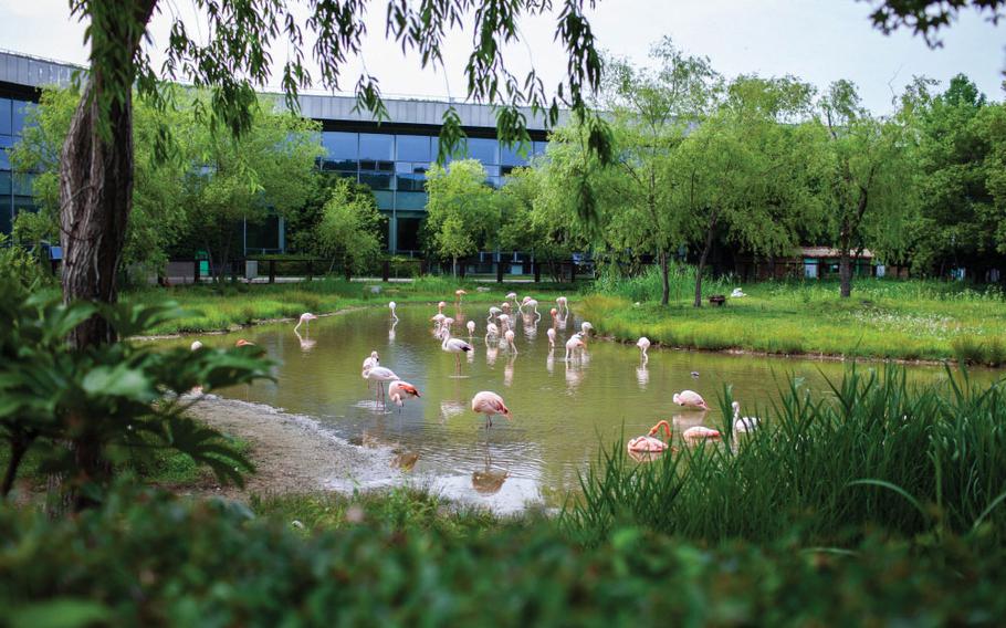 Some flamingos are on the pond.