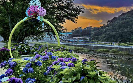 Hydrangeas on the riverside.