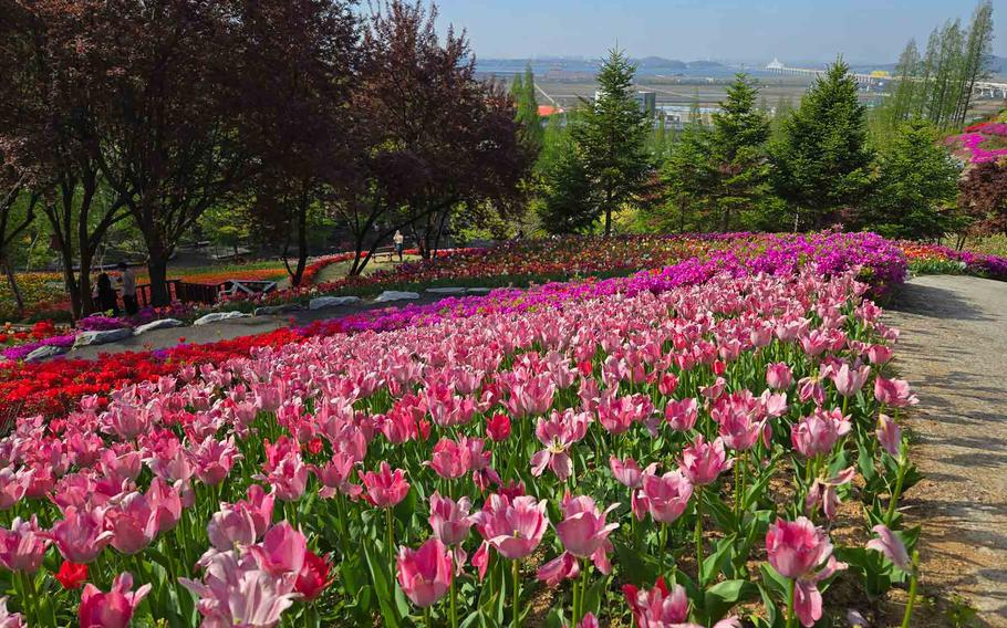 tulip field
