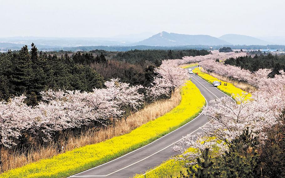 The road is lined with cherry trees on either side.