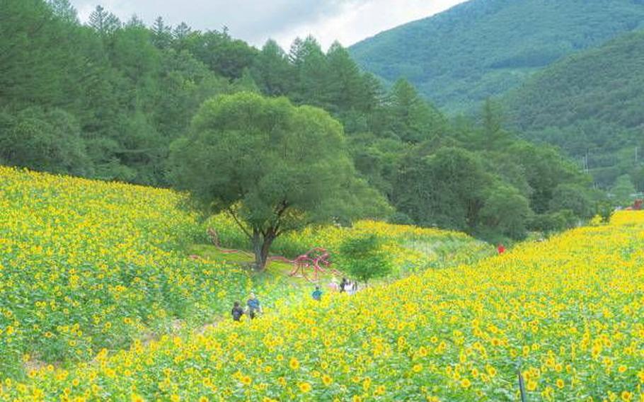The street is lined with sunflowers in both side.