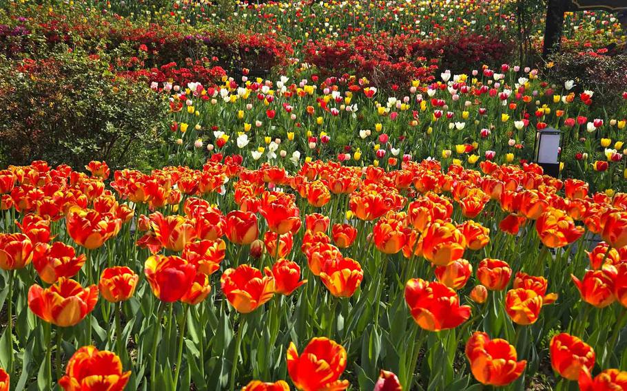 tulip field