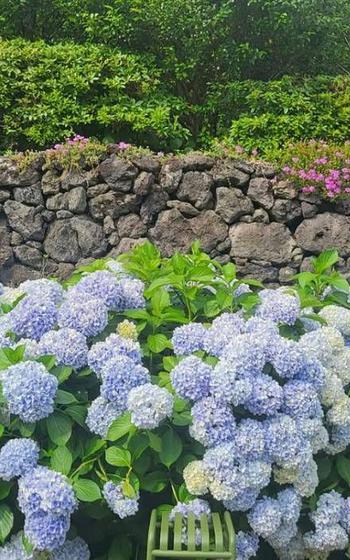 hydrangeas.