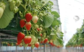 strawberries in the greenhouse.