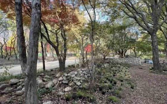 a forest in seoul in the daytime. some big stones are on the ground.