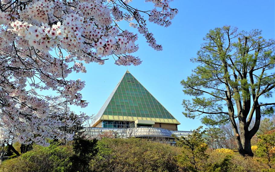 Pyeongtaekho Tourist Complex and cherry blossoms can be seen.