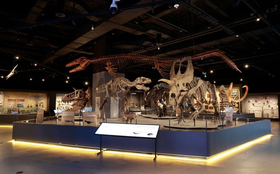 dinosaur fossils are exhibited.