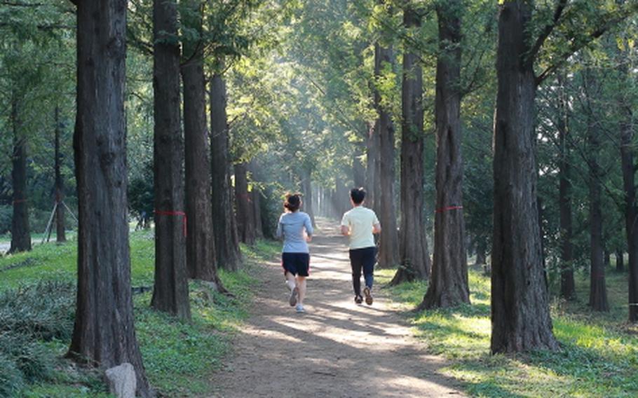 Metasequoia Trail at Haneul Park