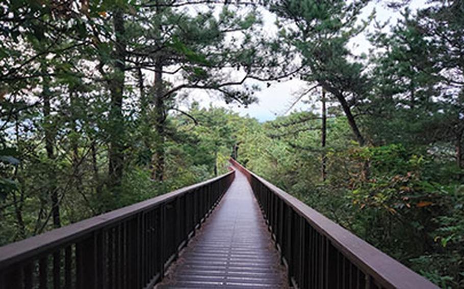 Trail surrounded by trees.