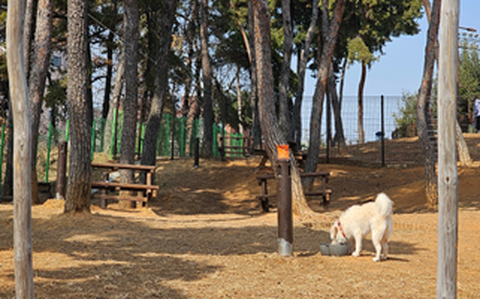 Great public parks for dogs near Camp Humphreys, Osan AB