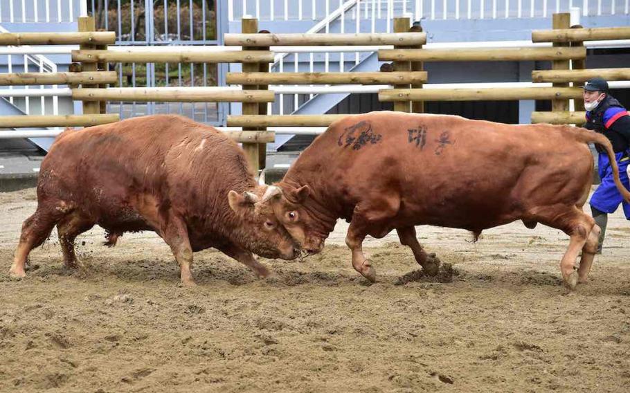 two bulls fighting.