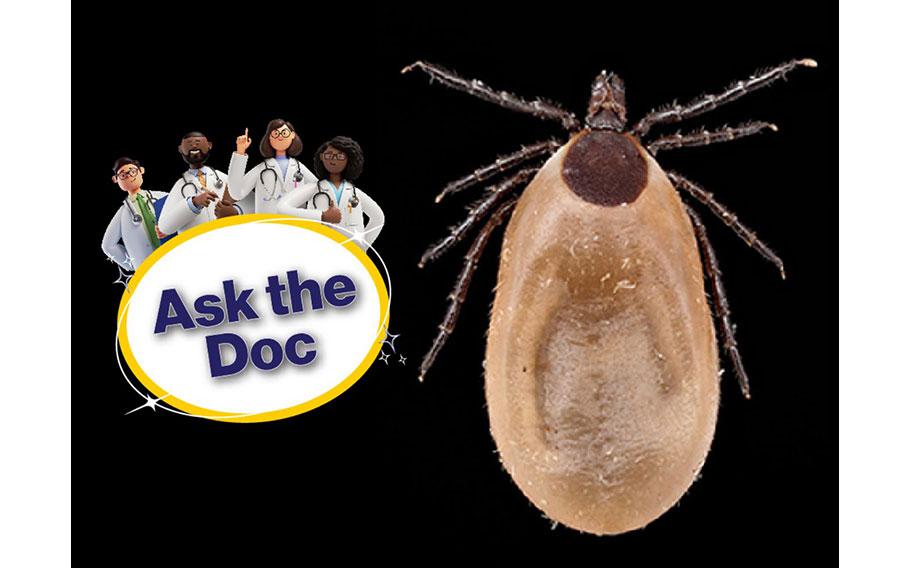 Know your adversary. Female blacklegged ticks (also called deer ticks) are considered more dangerous than males of this species because they attach and become engorged with blood, like the tick pictured. While feeding, they can transmit a parasite that invades your bloodstream and causes babesiosis, which can be treated. Our expert, tick scientist Robyn Nadolny, offers tips for protection against ticks and how to mail ticks for identification by the Defense Health Agency-Public Health’s MilTICK service so you can get medical treatment if you’re infected. 