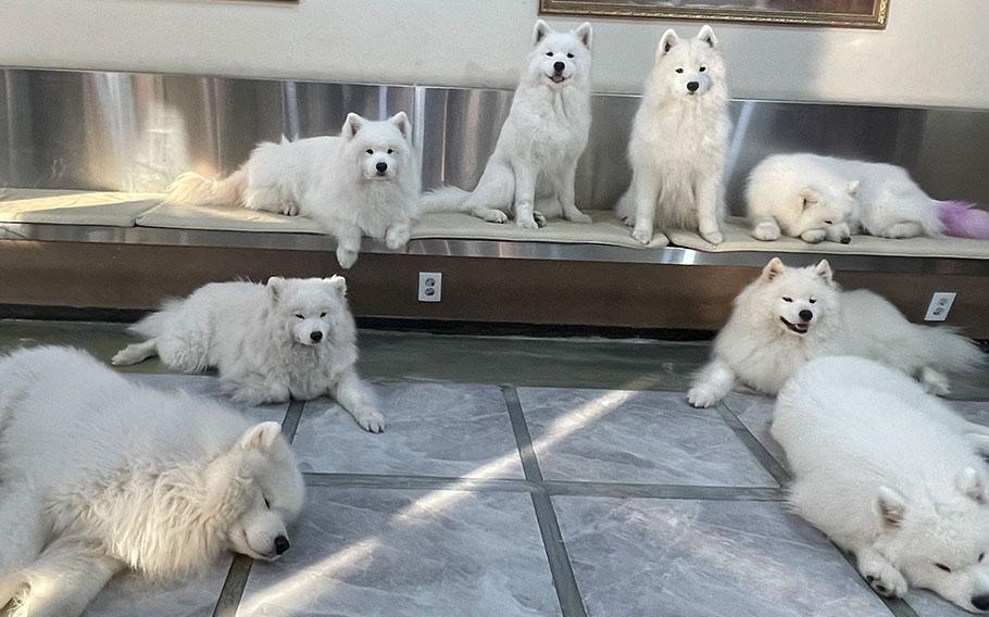 8 dogs in the cafe.