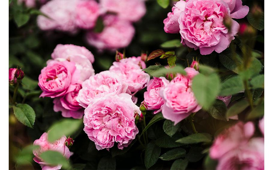 Bucheon Million Rose Garden