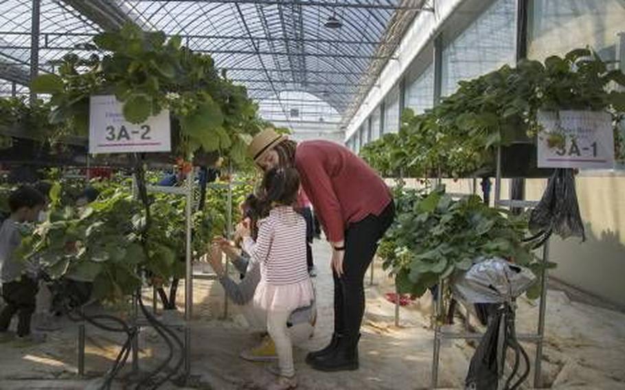 a mother and her daughter is enjyoing strawberry picking in a green house.