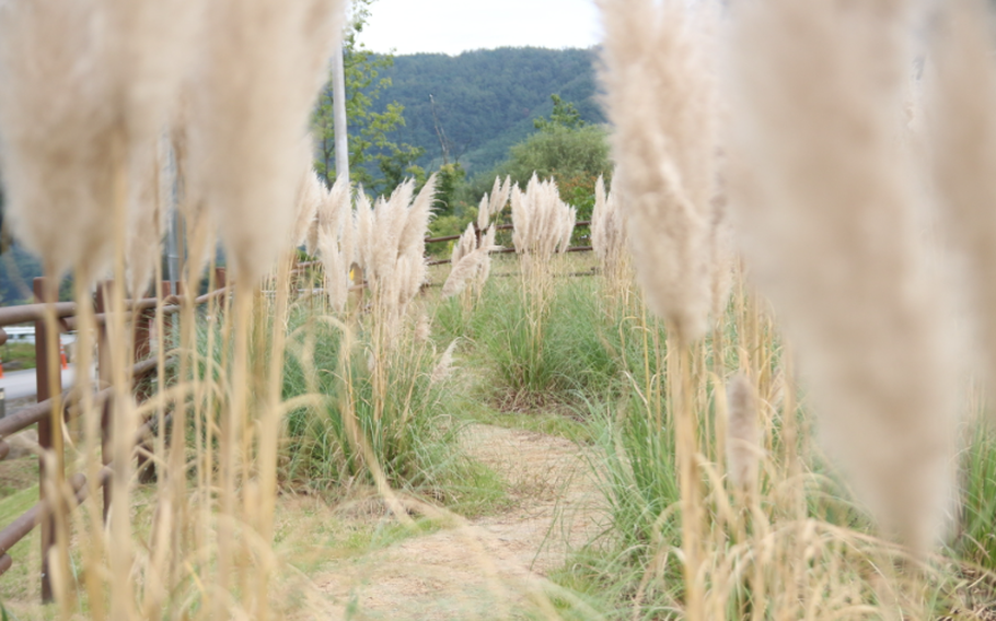 autumn plants at Songhae Park.